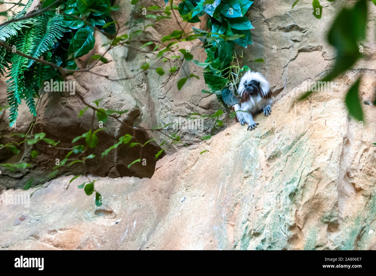 Goeldi's marmoset or Goeldi's monkey (Callimico goeldii), Haus Des Meeres, Esterhazy Park, Mariahilf, Vienna, Austria Stock Photo