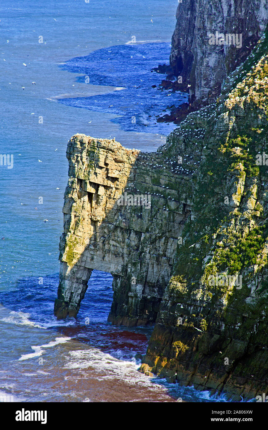 Seabird colony nesting on the chalk cliffs at Bempton Cliffs on the Yorkshire Coast Stock Photo