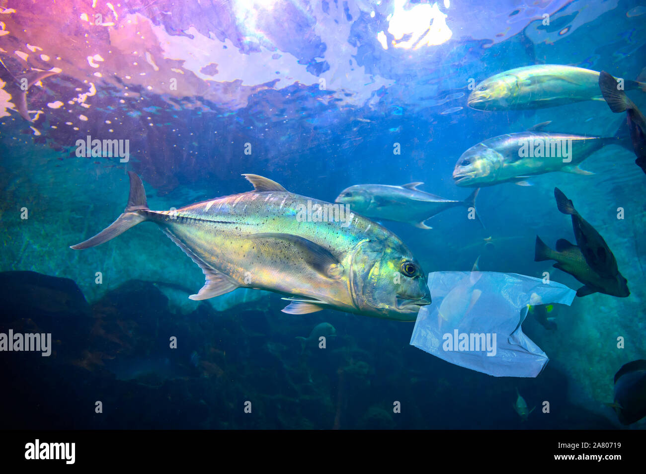 Children sea conservation underwater hires stock photography and