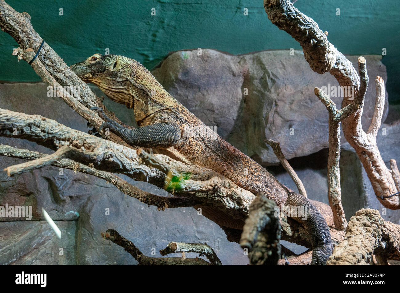 Komodo dragon (Varanus komodoensis), at the Haus Des Meeres, the