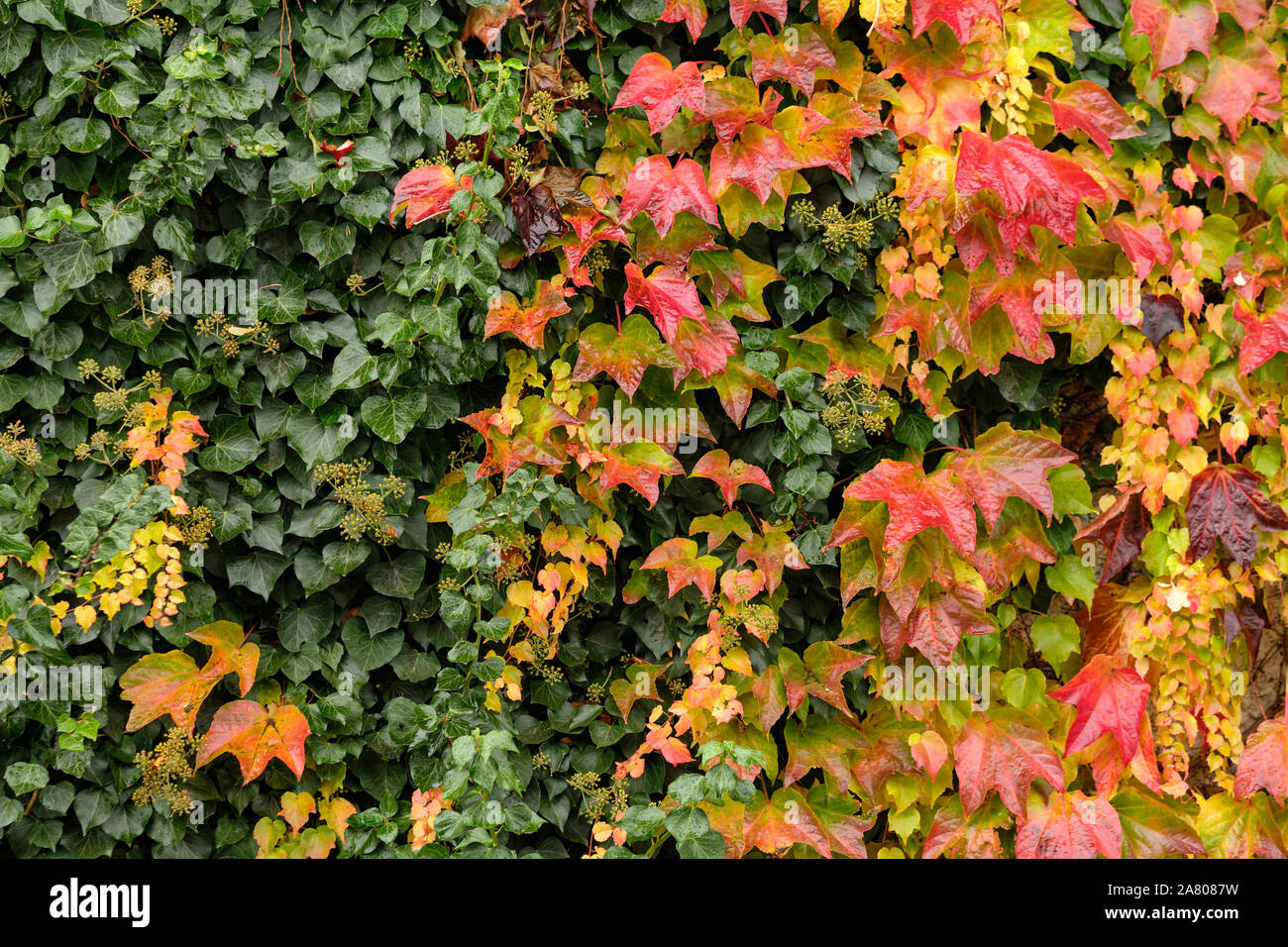 Background With The Detail Of A Wall Of A House Overgrown With Wild Vine And Ivy