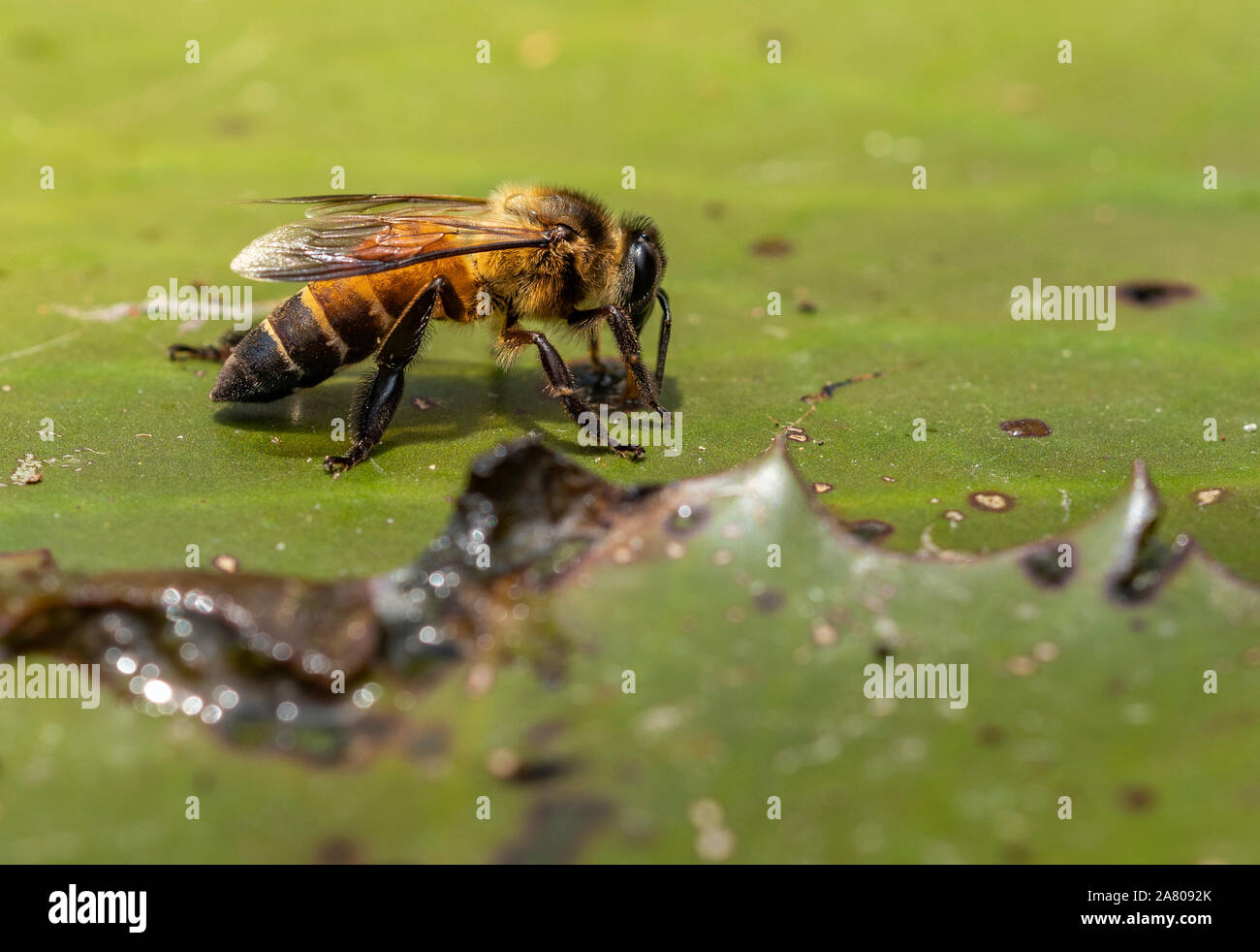Macro bee drinking water, standing on lotus leaf in pond. Stock Photo