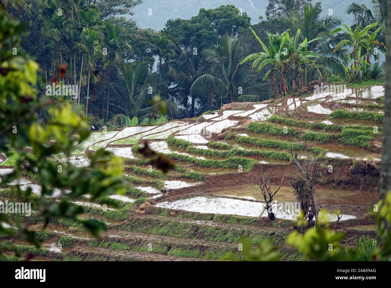 Rice field sri lanka hires stock photography and images Alamy
