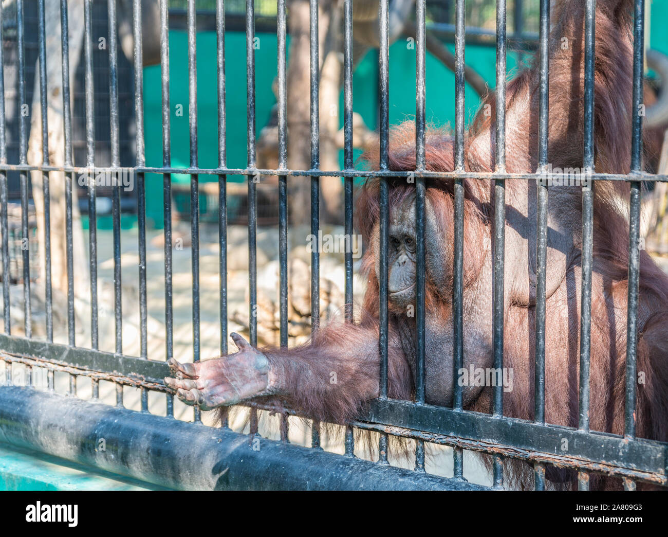 Big orangutan orange monkey in the cage trying to get food from visitor or tourist. Wild Animals in a zoo of Thailand. Stock Photo