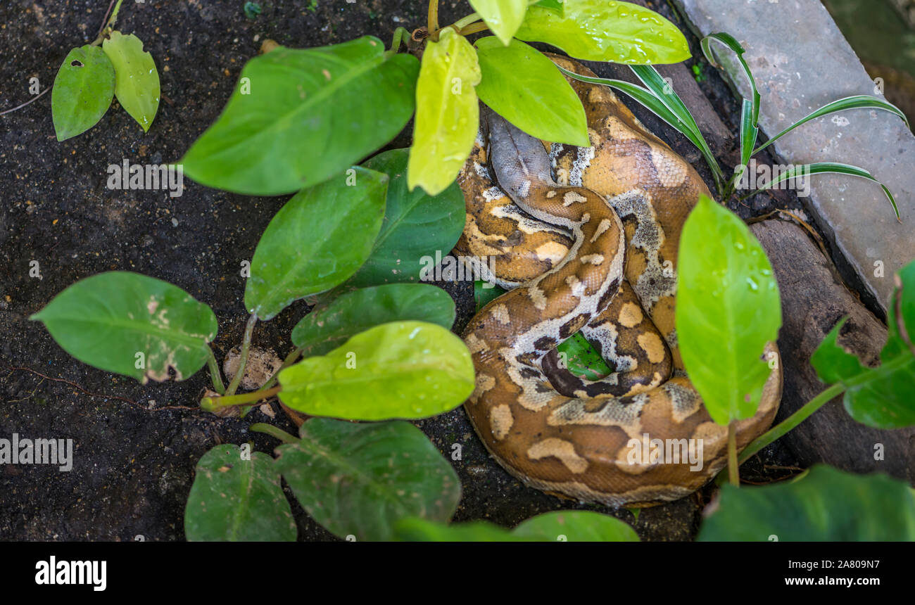 Resting wild snake, Blood Python in a garden under green plant. Big snake called Blood Python is sleeping. Stock Photo