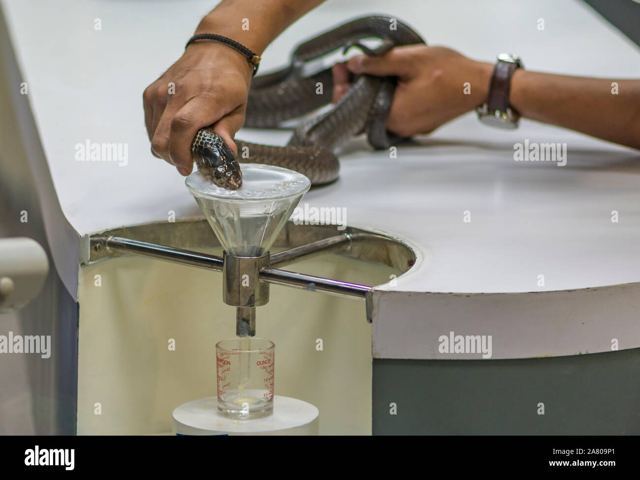 Demo show rolling poisonous of a snake or take off snake venom by