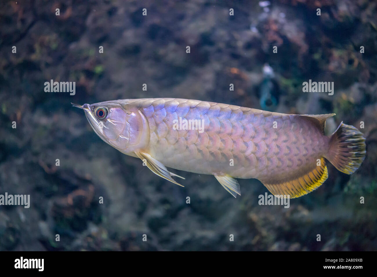 Beautiful fish Arowana or Asian bonytongue Arowana. Science name is Scleropages formosus Stock Photo