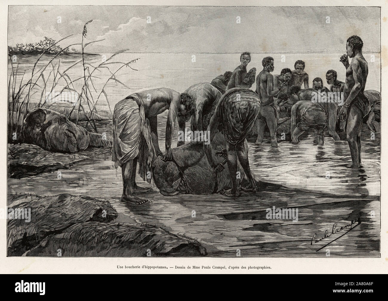Une boucherie d'hippopotames sur les rives d'un fleuve d'Afrique centrale. Gravure de Henri Thiriat pour illustrer le recit 'La mission Crampel', par Stock Photo