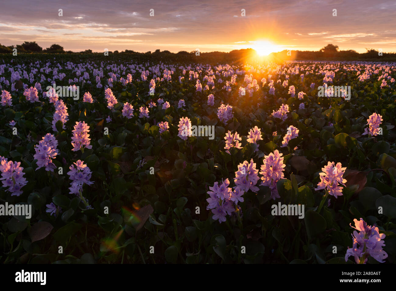 Water hyacinths blooming in North Pantanal, Brazil Stock Photo