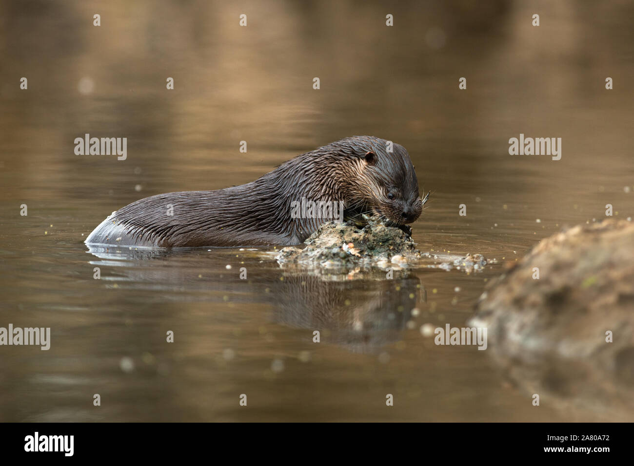 A Neotropical Otter (Lontra longicaudis) feeding on a fish in South Pantanal Stock Photo