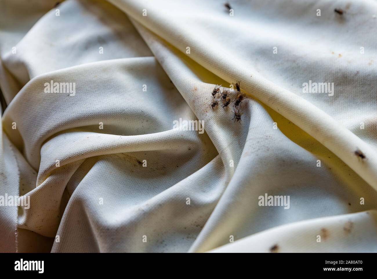 Flies on dirty tablecloth Stock Photo