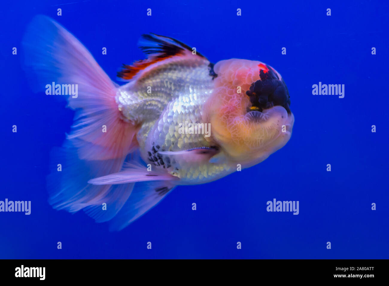 Lionhead goldfish with blue background Stock Photo
