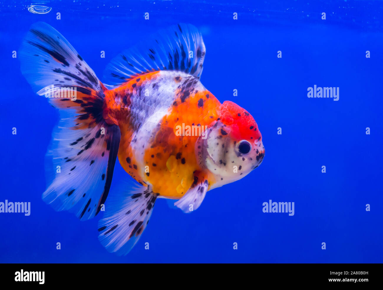 Lionhead goldfish or lion head goldfish with black spot Stock Photo