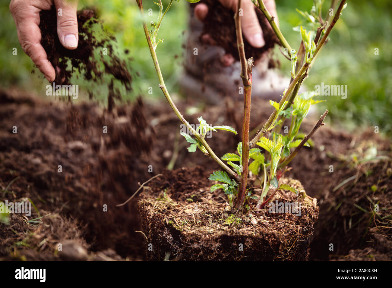 Male Gardener mulching a planting blackberry, gardening and garden care of plants Stock Photo