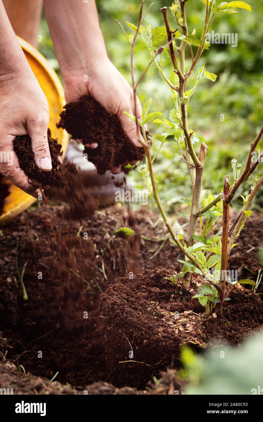 Man is planting a young blackberry bush into the soil, gardening and horticulture, Rubus fruticosus; Stock Photo