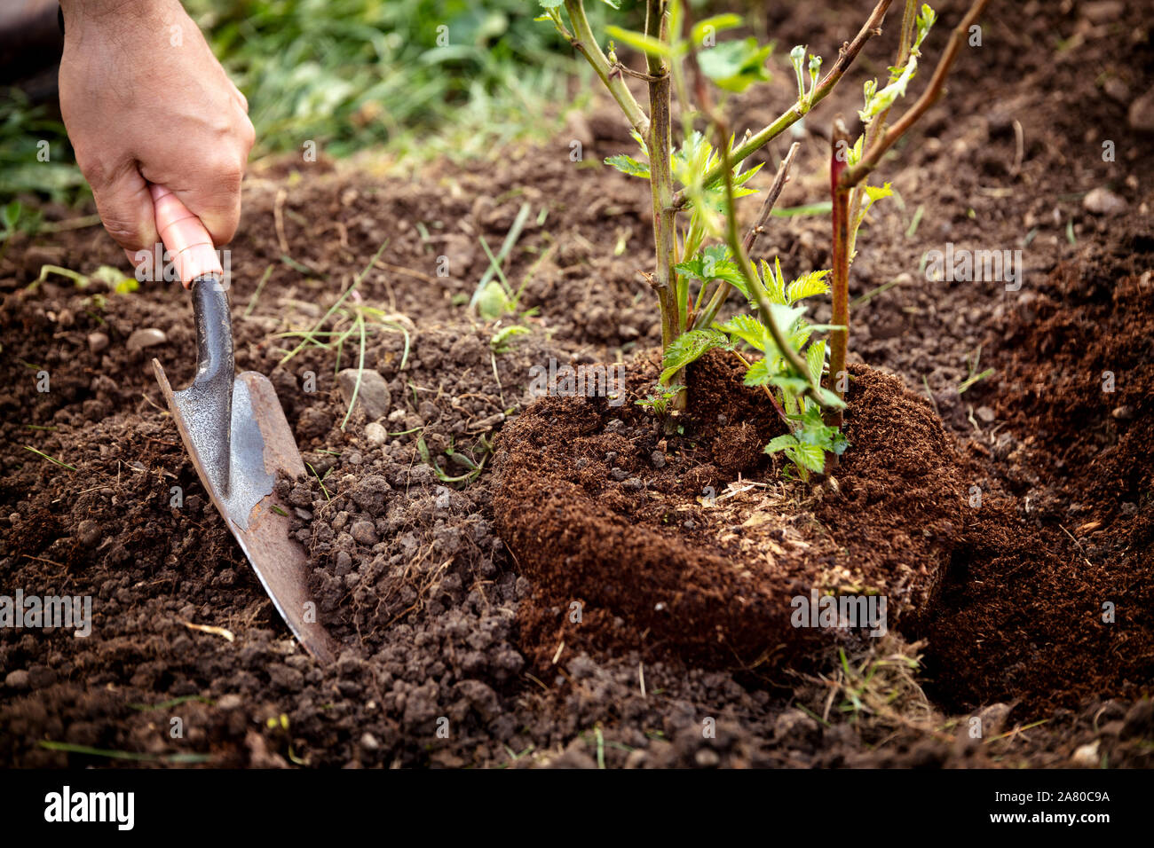 Pot plant is planting into the garden, man with shovel and soil, young blackberry bush Stock Photo