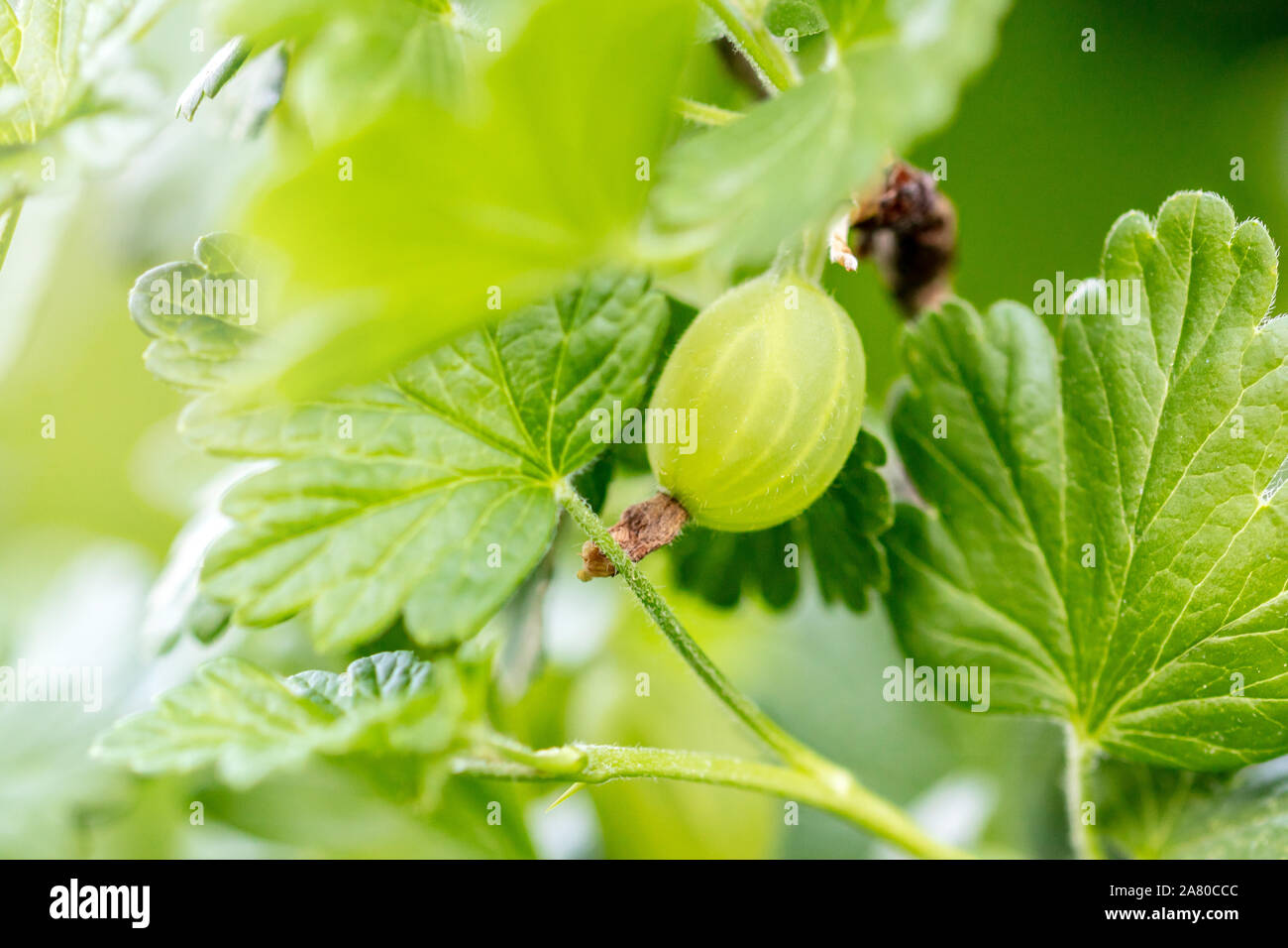 Macro, gooseberry on a branch with leaves, Ribes uva-crispa growth, green background Stock Photo