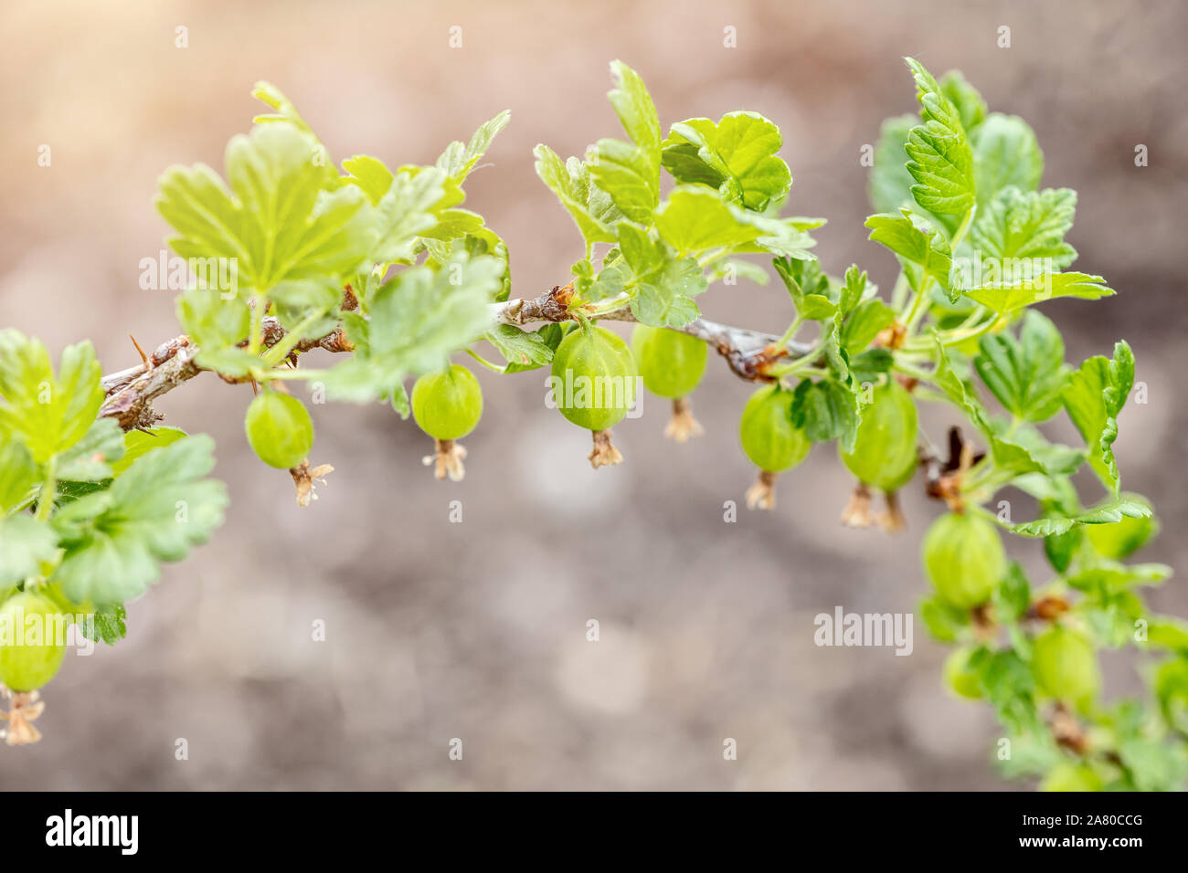 Small Gooseberries on a branch, growth and maturity of organic Ribes uva-crispa Stock Photo