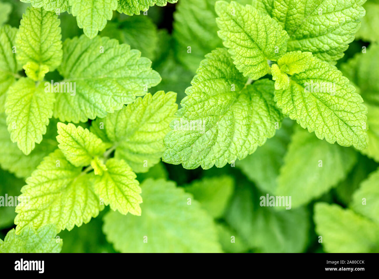 Topview, fresh green and organic balm leaves, Melissa officinalis for homeopathy or natural remedy Stock Photo