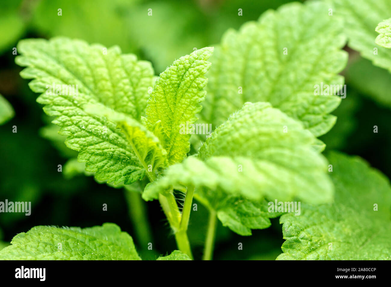 Closeup, fresh green lemon balm leaves, Melissa officinalis for essential oil or medical ingredient Stock Photo