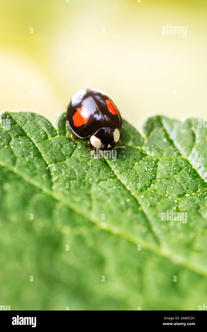 Adalia bipunctata, black two-spot ladybird on a green leaf, rarely and usefully bug, copyspace Stock Photo