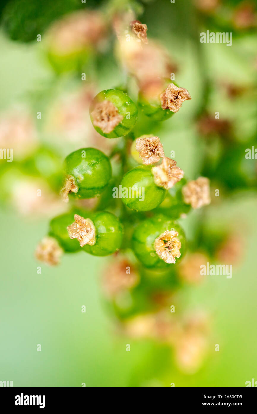 Green immature fruits of red currant or garnet berry, maturity level and growth Stock Photo