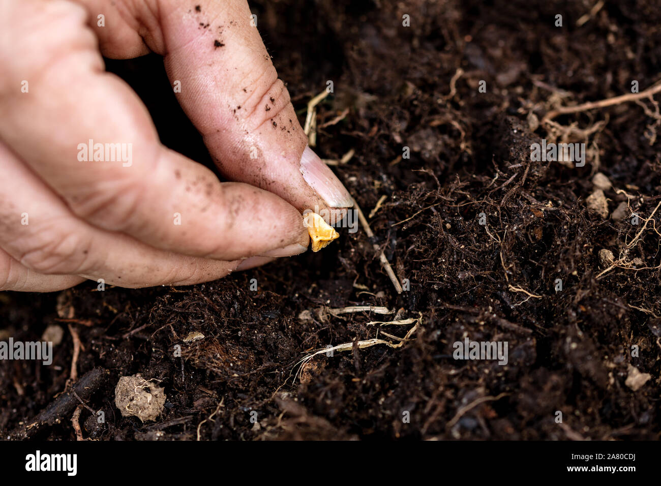 Corn kernel or maize kernel of sweetcorn is planting in the soil, planting zea mays in the own garden Stock Photo