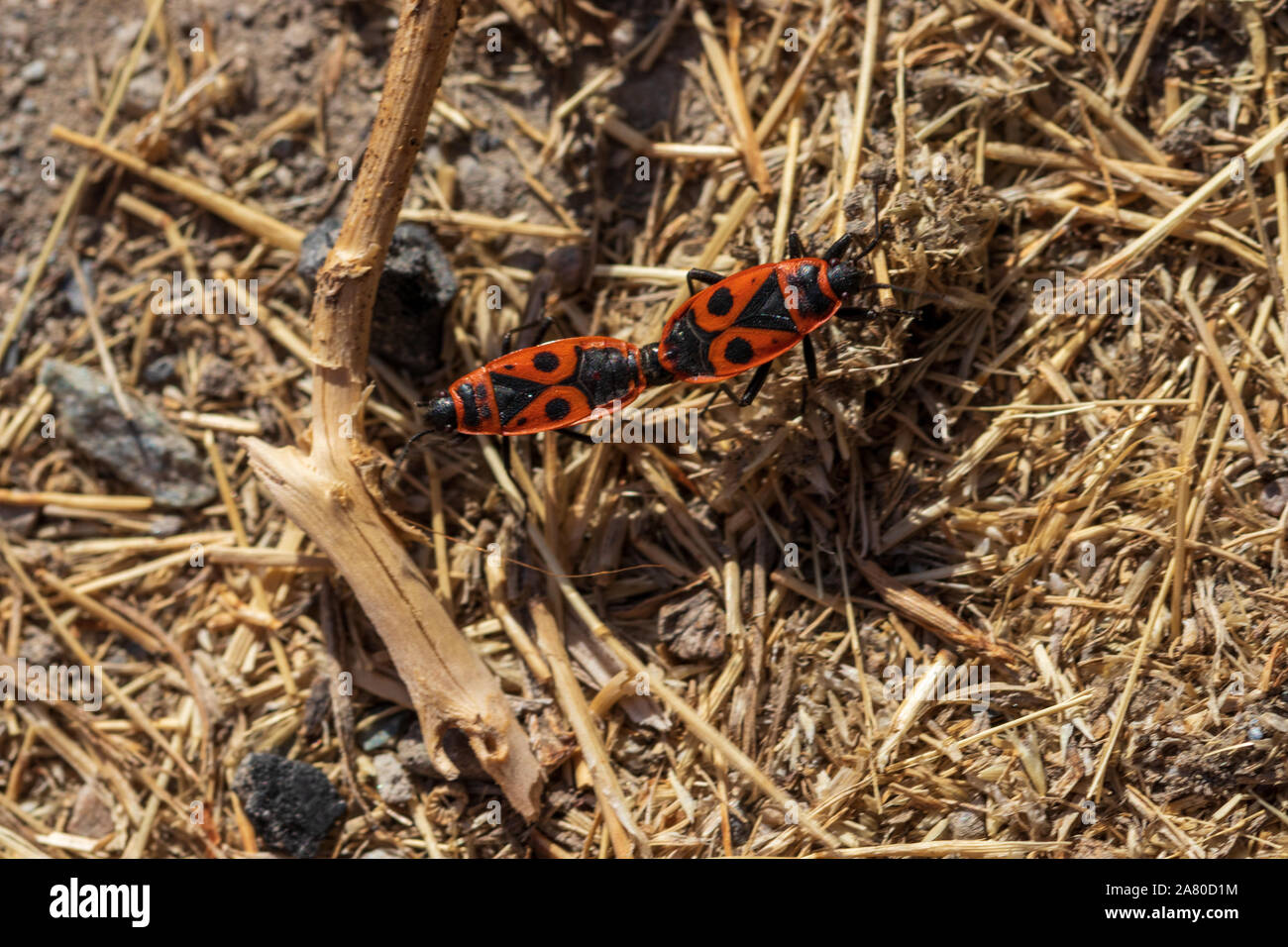 Pyrrhocoris apterus, European firebug Stock Photo - Alamy