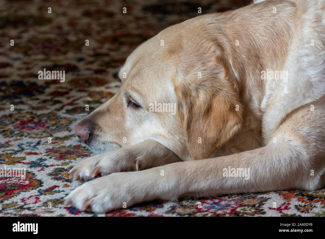 Dog sulking hi res stock photography and images Alamy