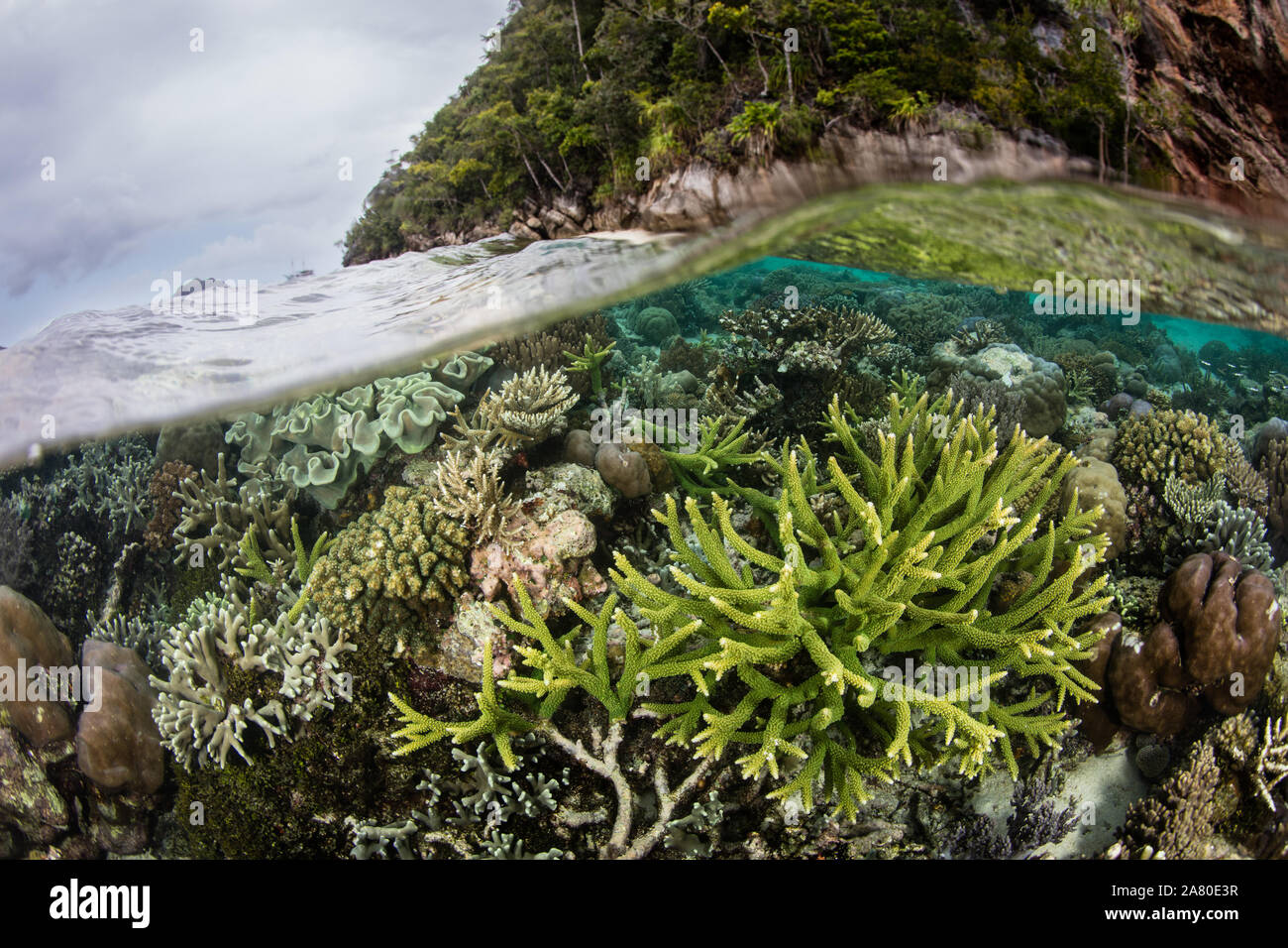 Healthy coral reefs thrive amid the beautiful, tropical seascape in Raja Ampat, Indonesia. This remote region is known for its extraordinary diversity. Stock Photo