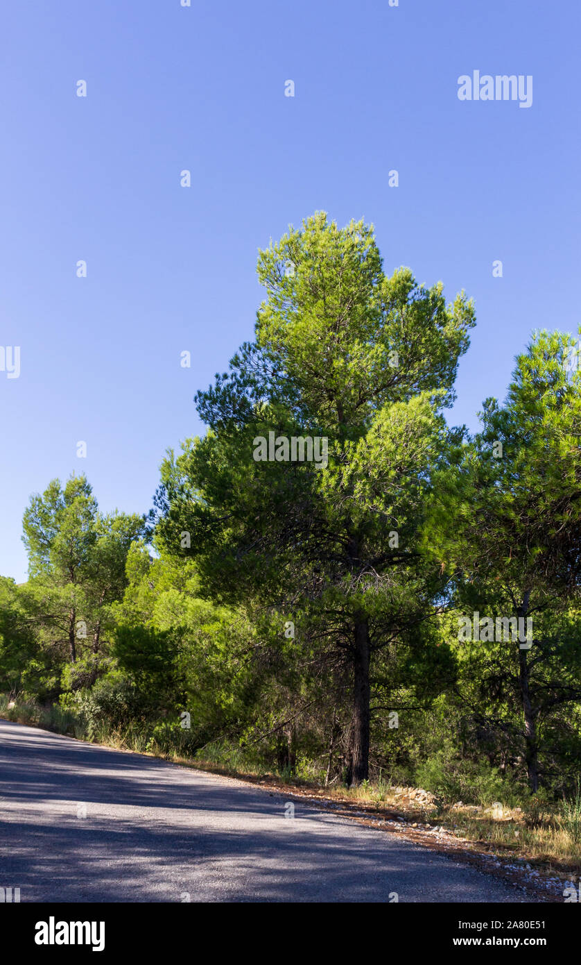 Pinus Trees, Pine Trees Against a Blue Sky Stock Photo