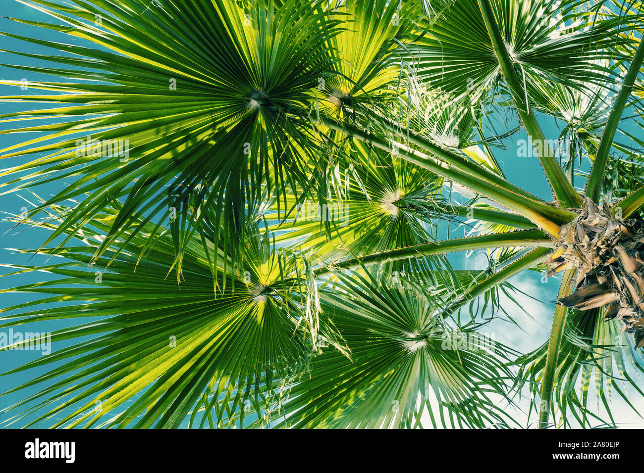 Palm leaves sunshine forest hi-res stock photography and images - Alamy