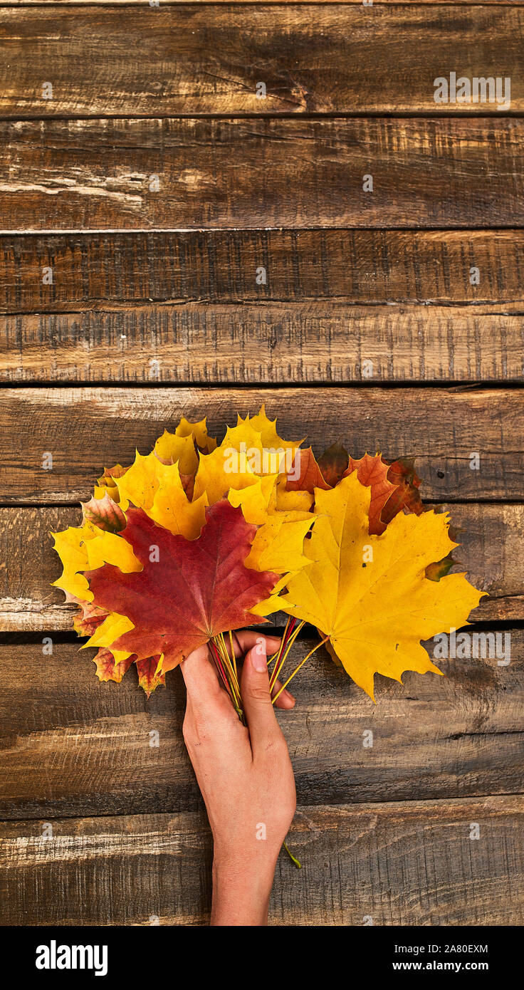 Autumn maple leaves bouquet in female hand vertical frame Stock Photo