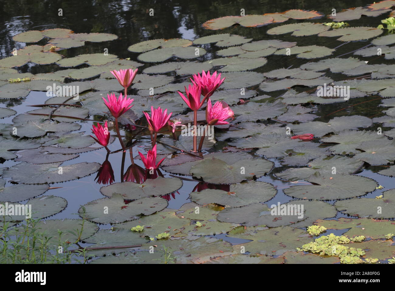 History of Bangladesh told that a lot of ancient building had made in this country. Teota palace, Teota, Manikgan,  Dhaka, Bangladesh is one of them. Water lily is the national flower of Banglades. Stock Photo