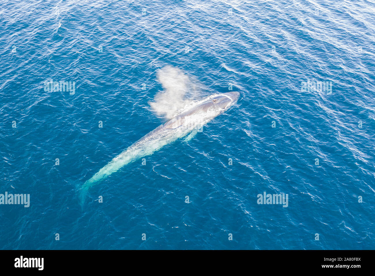 A Pygmy blue whale, Balaenoptera musculus brevicauda, rises to the surface to breathe in Indonesia's Banda Sea. This subspecies reaches over 23 meters. Stock Photo