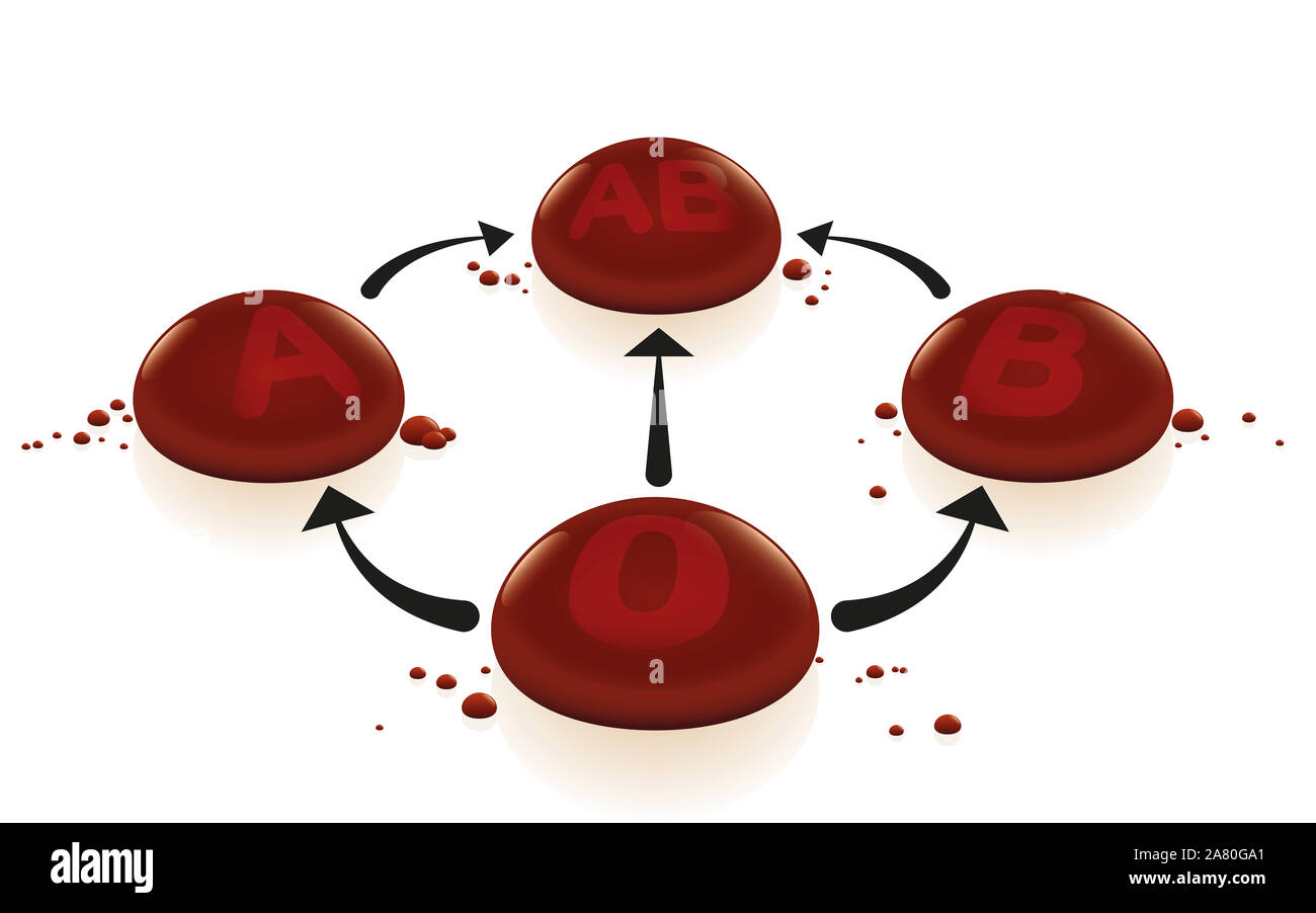 Blood types with blood group 0 as universal donor and AB as universal recipient for transfusions, depicted with arrows and red 3d drops. Stock Photo