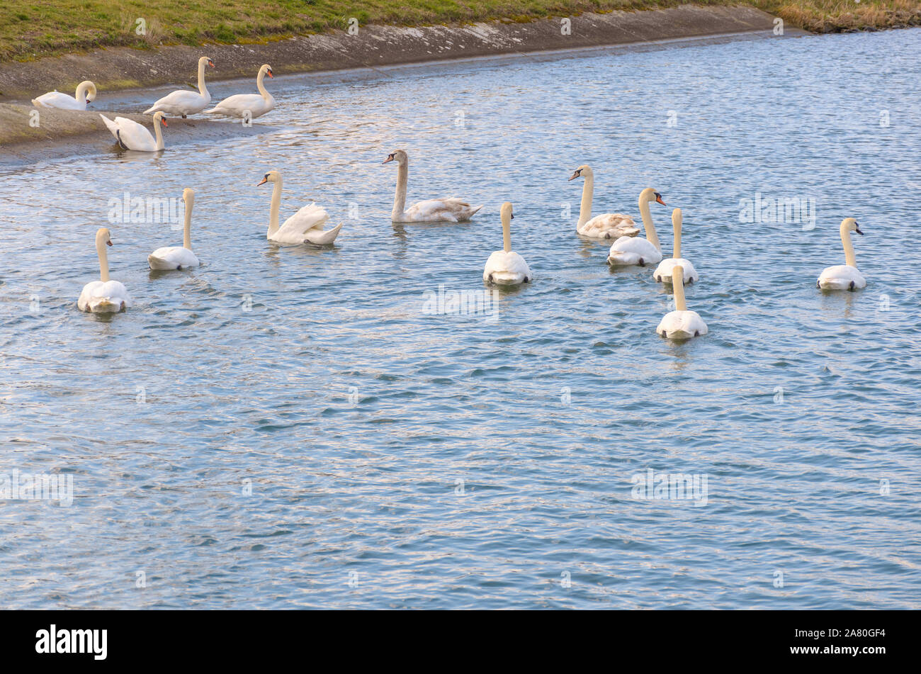 Fourteen white mute swans swimming together away from the camera on rippling water Stock Photo