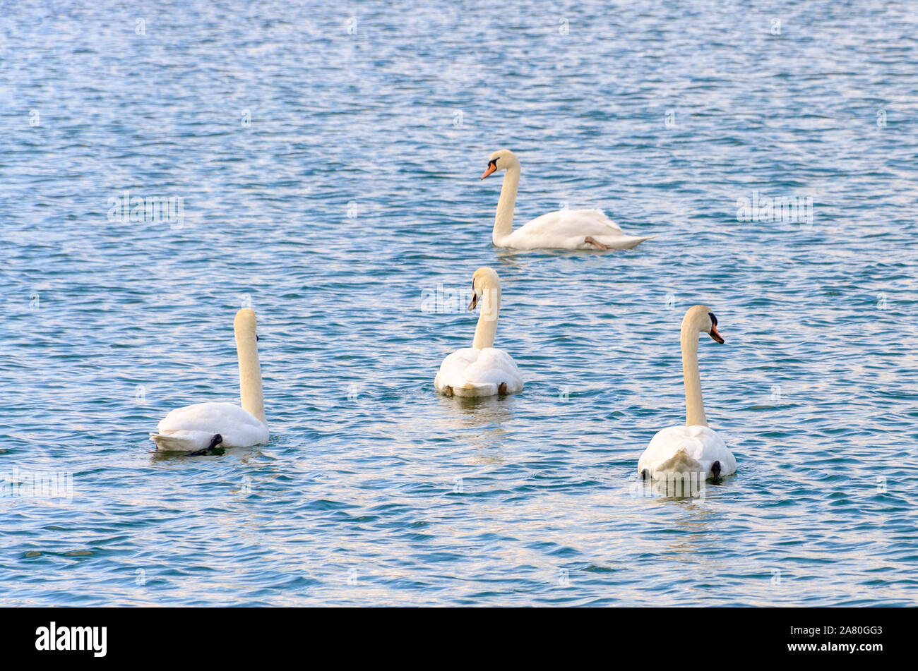 Four white mute swans swimming together away from the camera on rippling water Stock Photo