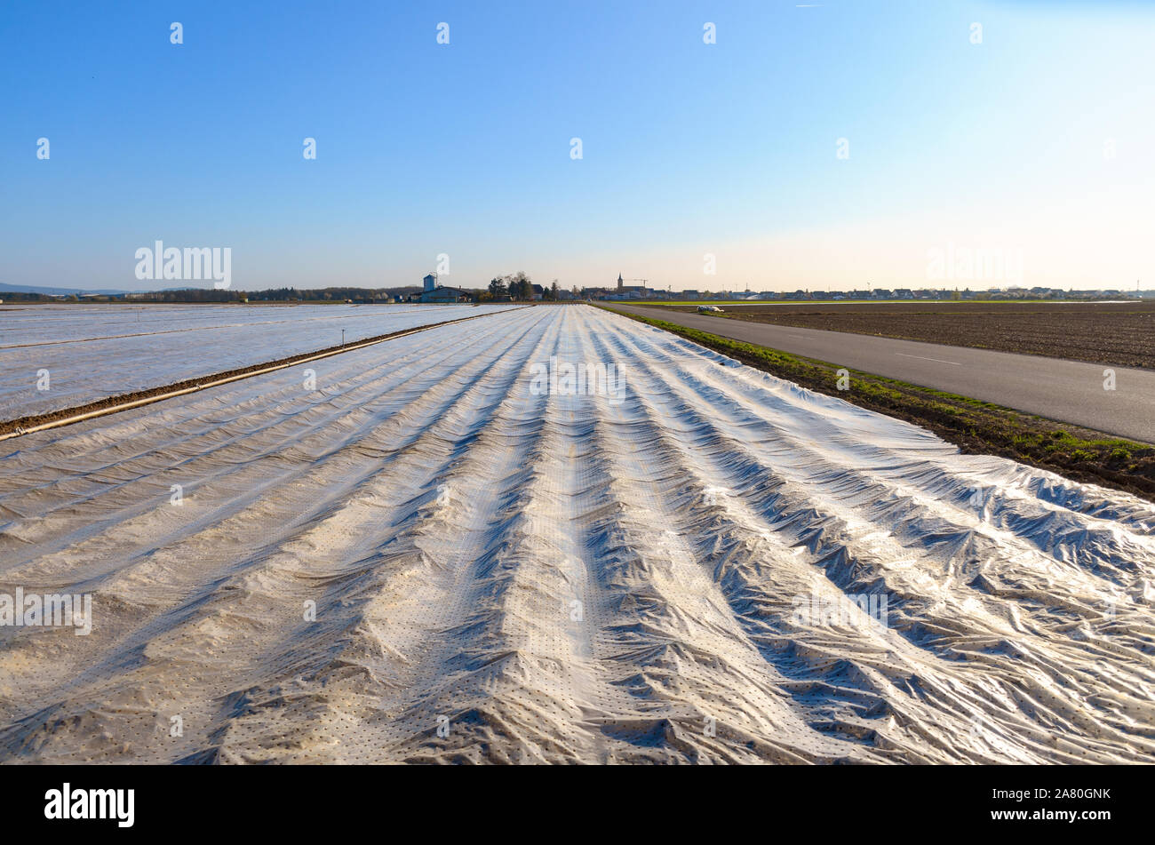 Protective sheeting placed over rows of young agricultural crops in a farm field in a low angle receding perspective Stock Photo