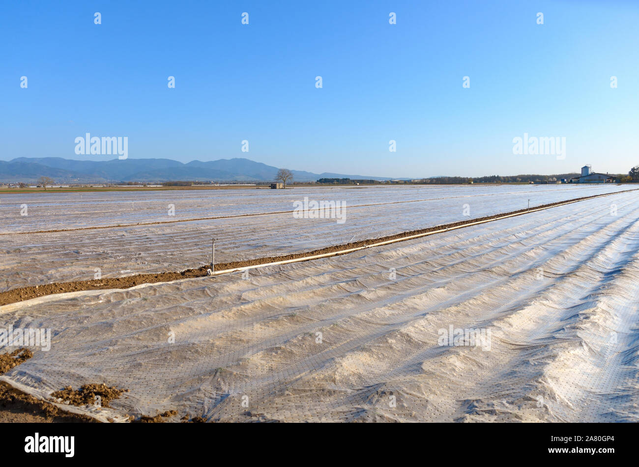 Protective plastic sheeting covering young agricultural crops in a field in a low angle receding view Stock Photo