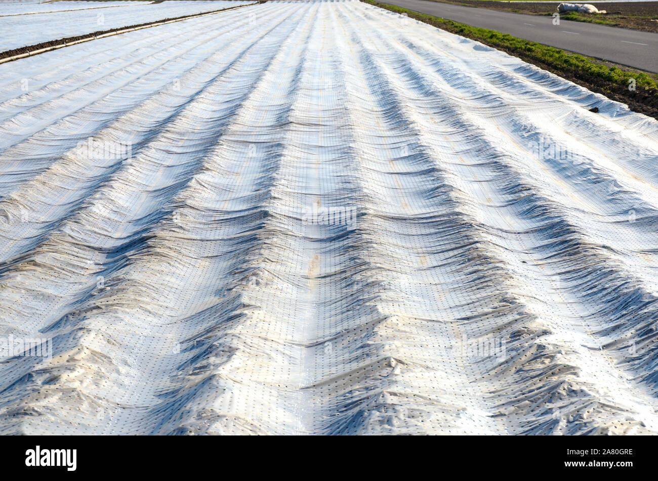 Protective sheeting placed over rows of young agricultural crops in a farm field in a low angle receding perspective Stock Photo