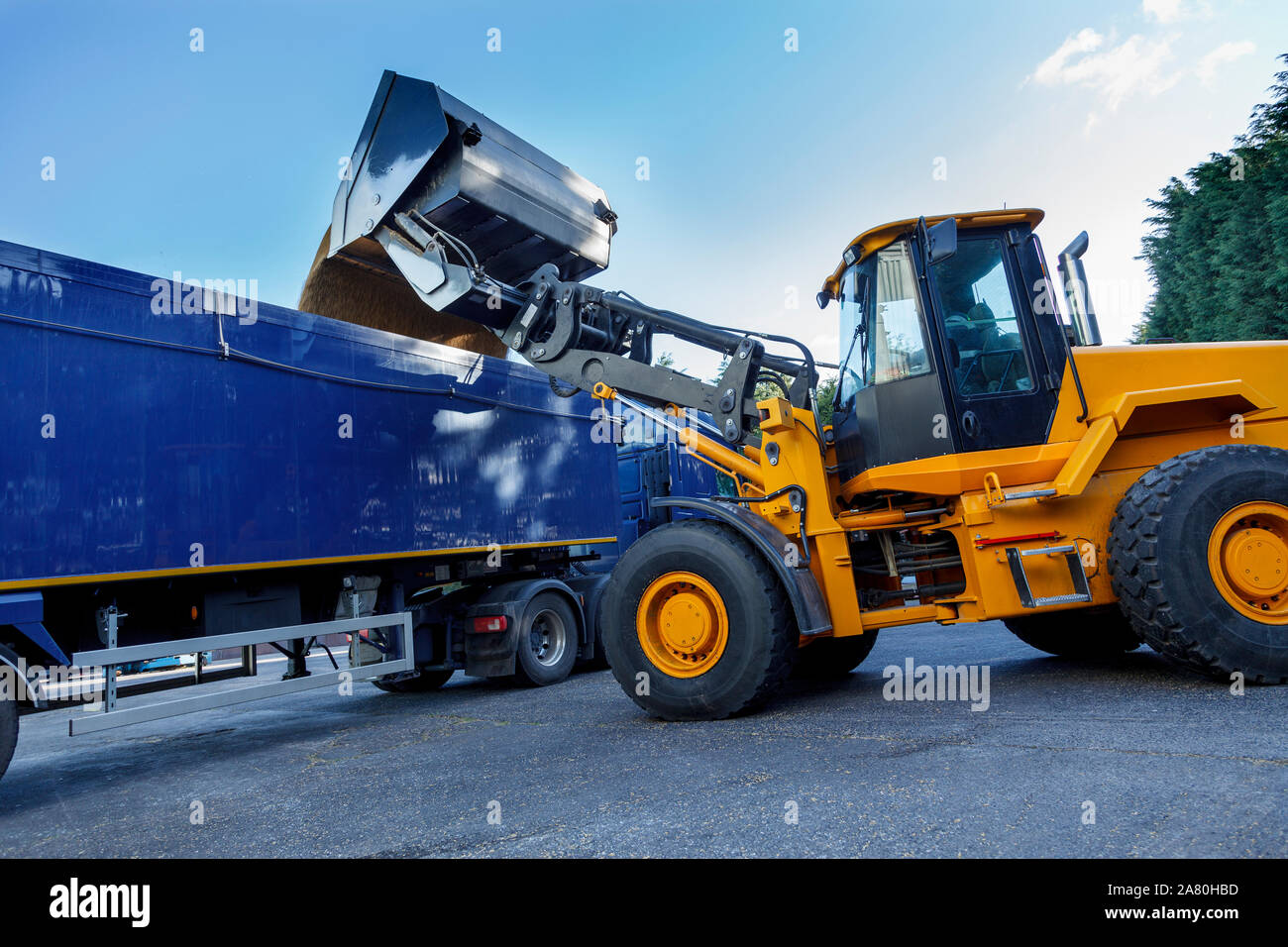 Yellow tractor dumping huge quantities of grain into the back of a articulated lorry, against a blue sky. Stock Photo