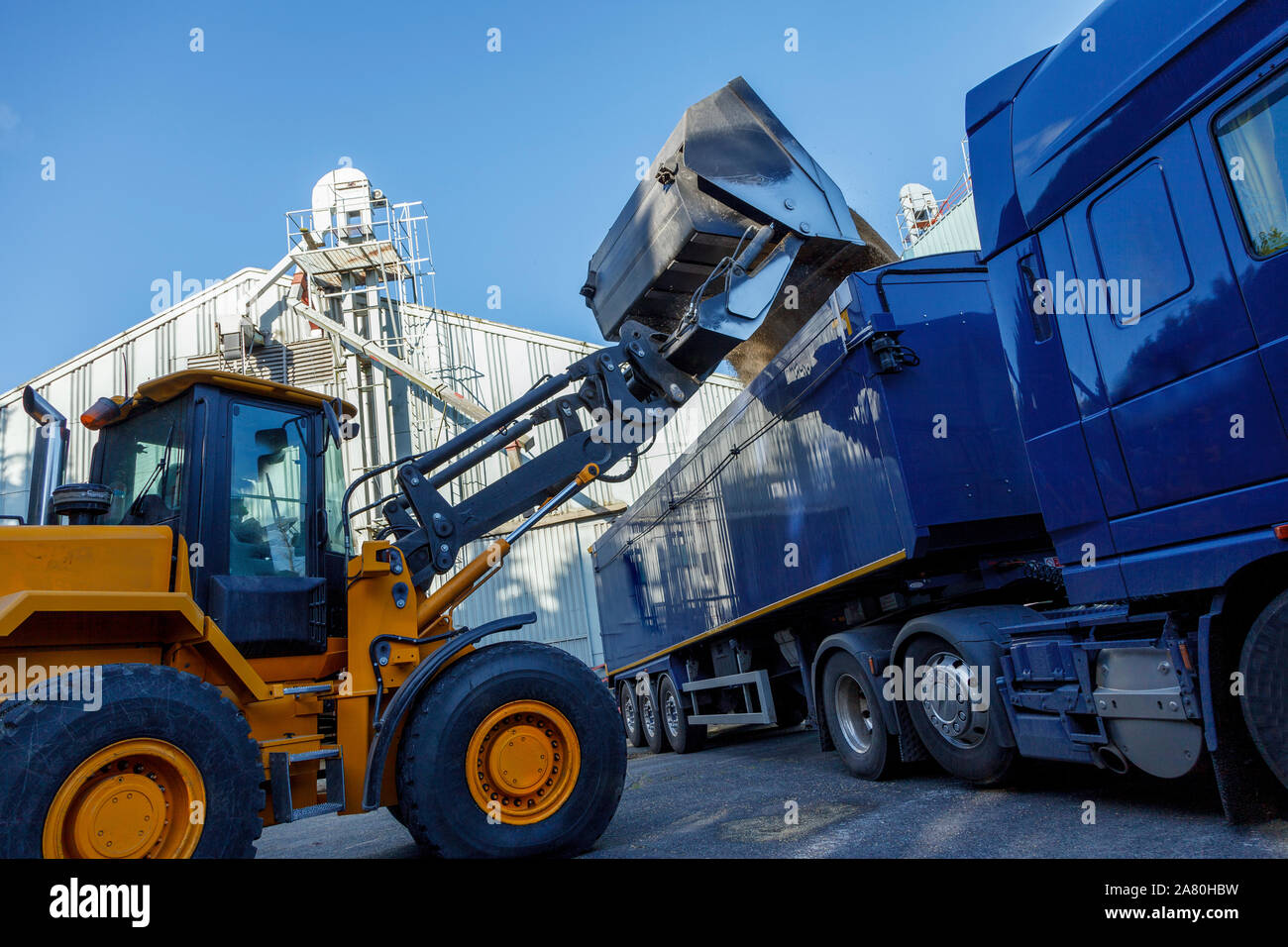 Tractor dumping quantities of grain into the back of a articulated lorry, against a blue sky. Stock Photo