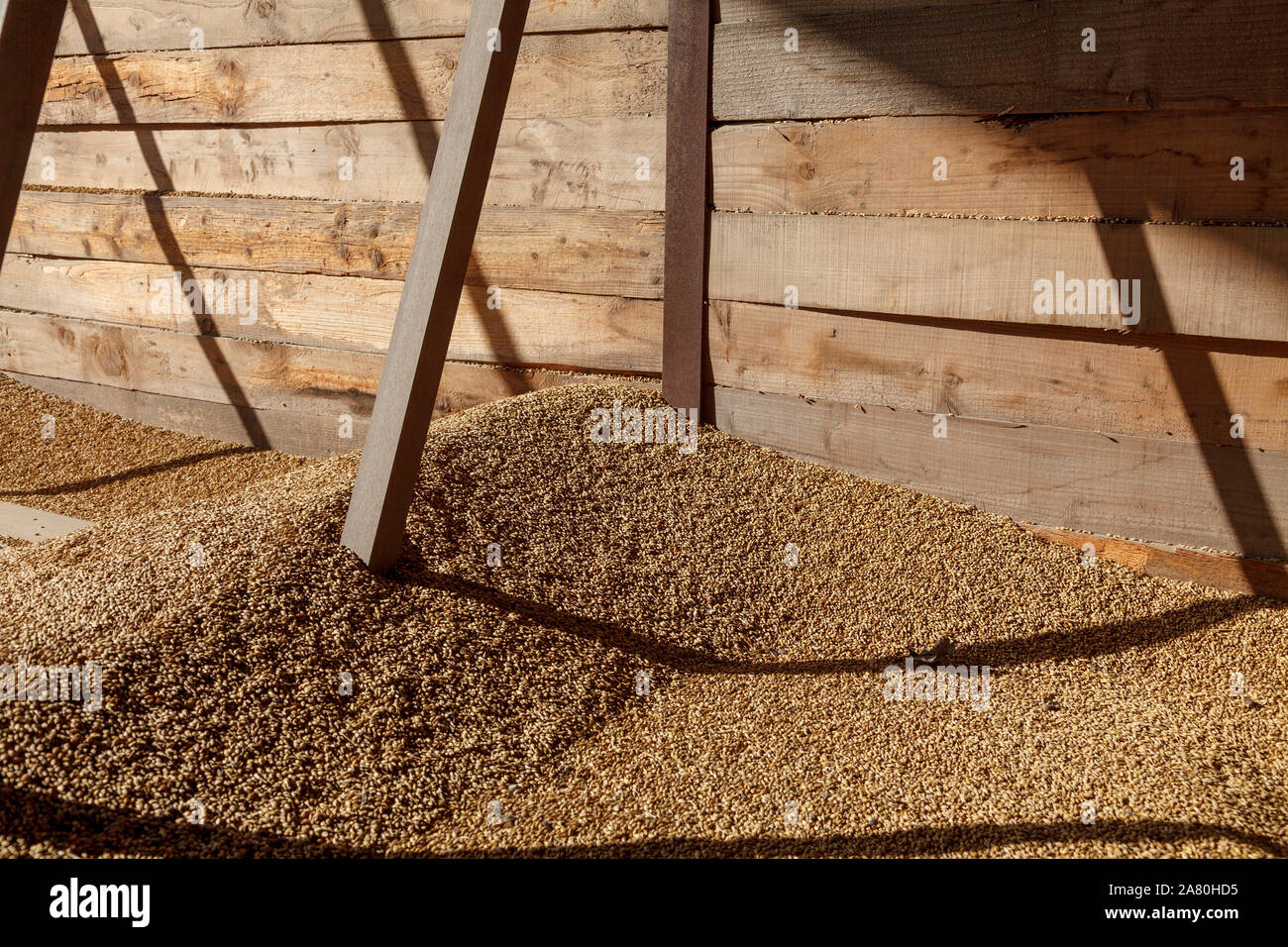 A pile of golden cereal grain stored agains a wooden plank wall with strong sunshine and shadows Stock Photo