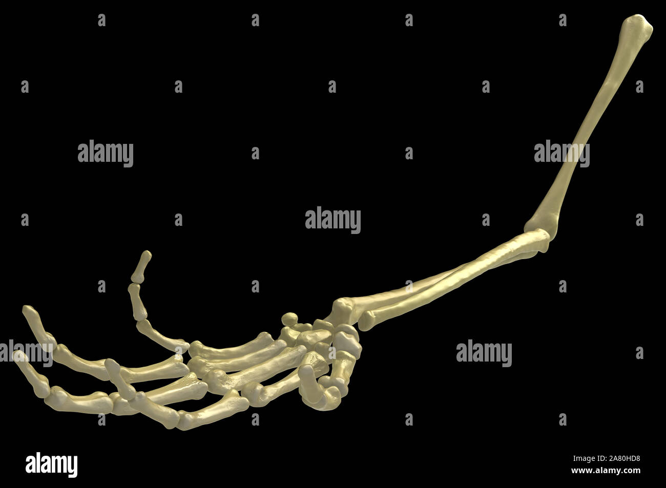 Skeleton arm bones, catching pose, 3d illustration, horizontal, over