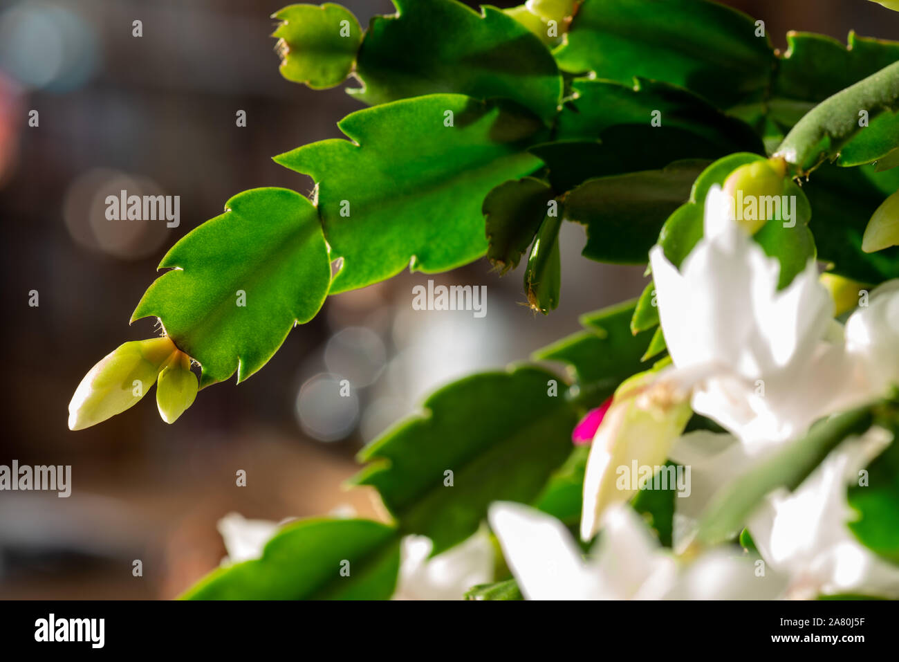 декабрист сбрасывает бутоны. рождественник болезни. декабрист сбрасывает бутоны. декабрист цветет в марте. шлюмбергера бакли.