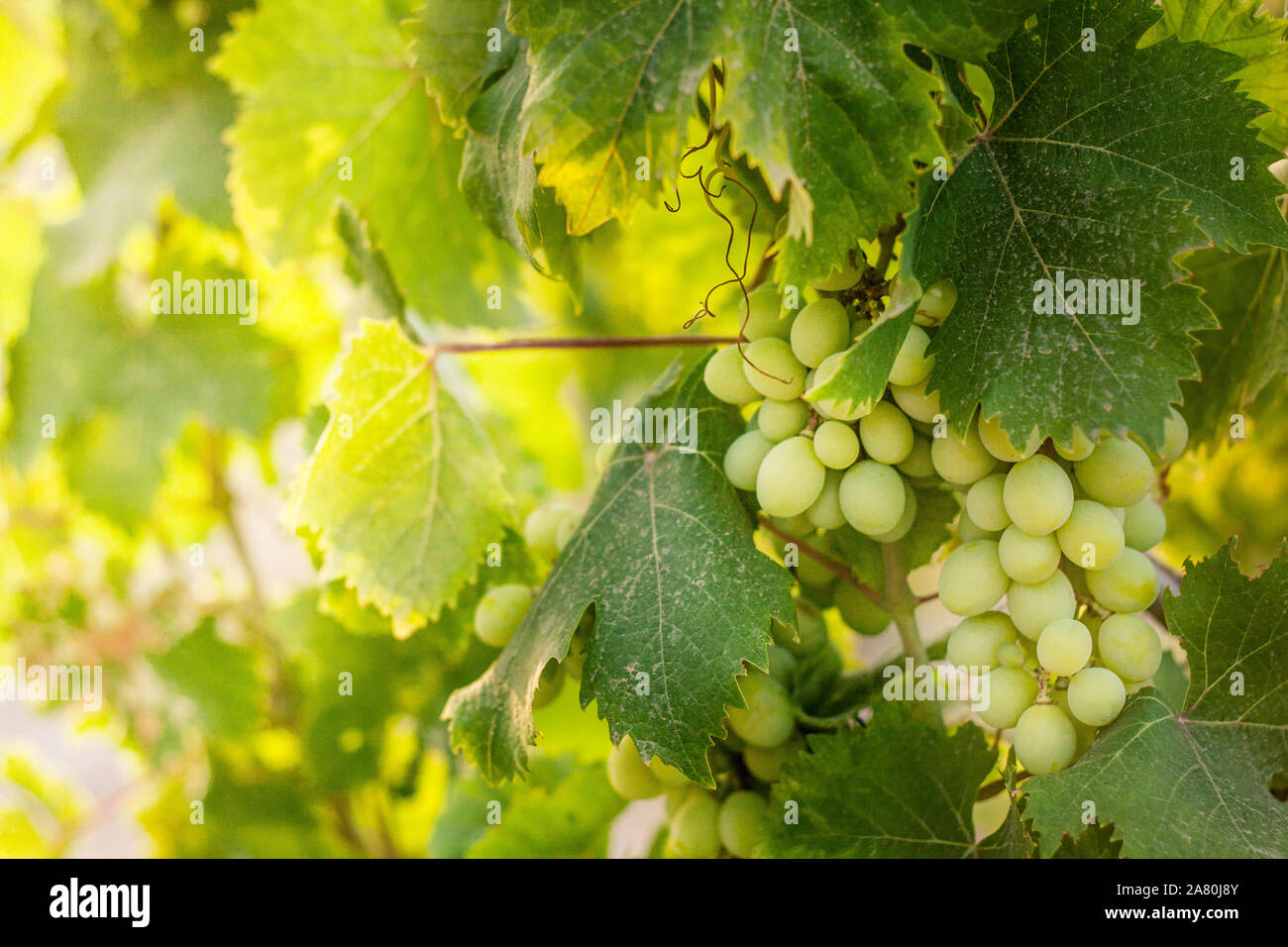 Farming growing grapes Stock Photo Alamy