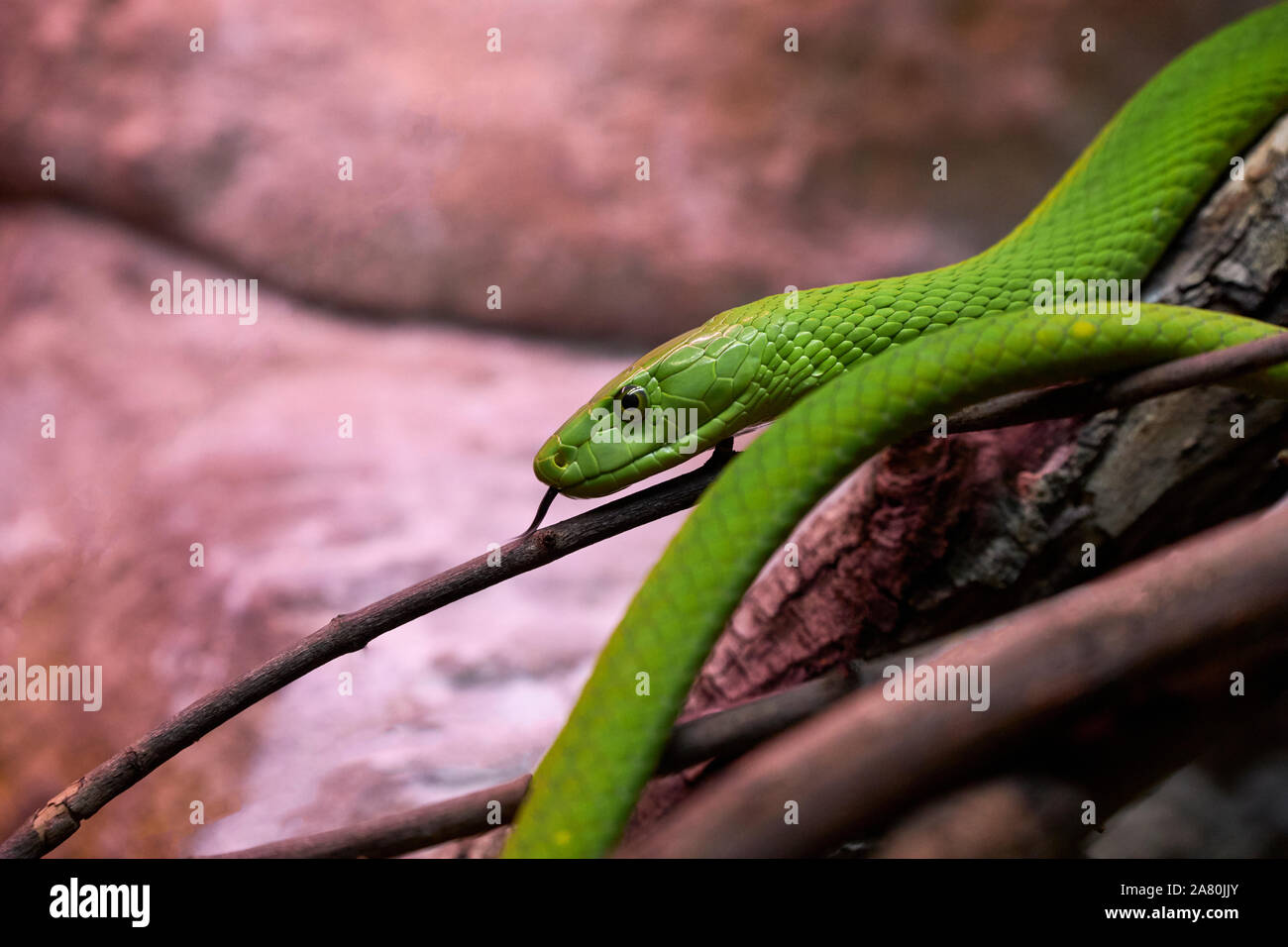 View of a dangerous green mamba snake on a trunk - concept of wild animals Stock Photo - Alamy View of a dangerous green mamba snake on a trunk - concept of wild animals Stock Photo - Alamy