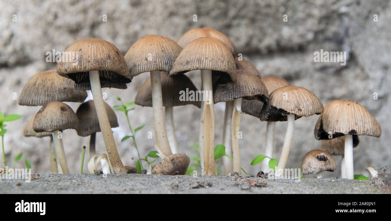 A large group of mushrooms Stock Photo Alamy
