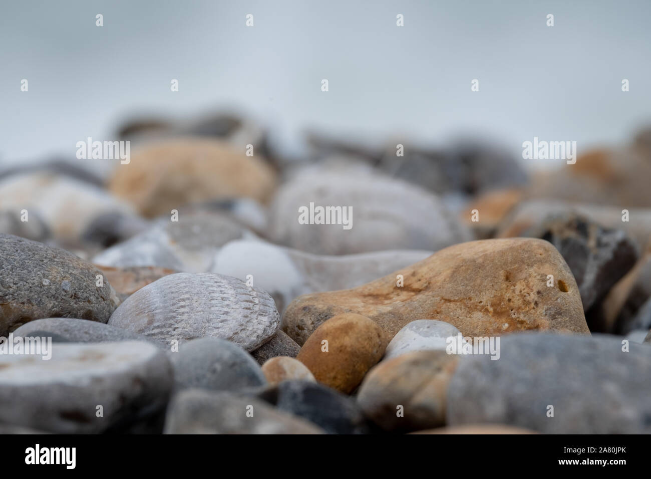 Bracklesham bay fossils hi-res stock photography and images - Alamy